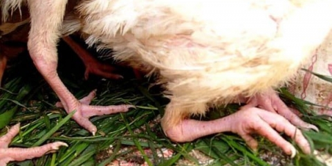 Purani okreću noge: šta da rade i kako da se leče